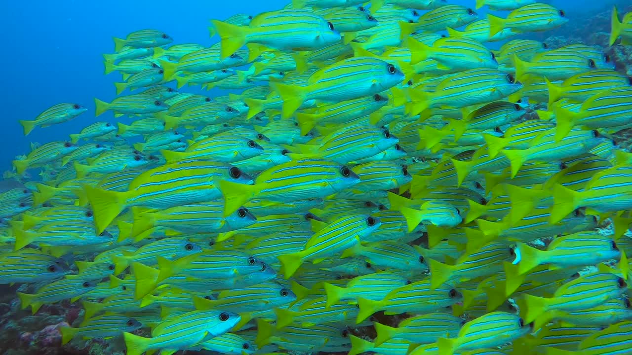 banco de peces pargo amarillo