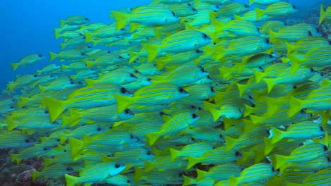 school of yellow snapper fish