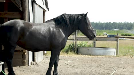 a thoroughbred horse stands in a paddock at a stud farm - wide shot, side view