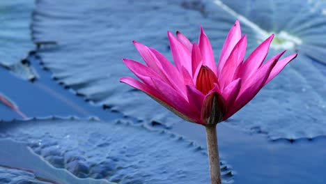 bees collects honey at pink lotus flower with green leaves in pond