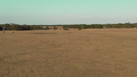 4k aerial group of kangaroos in a field drone jib down + dolly in