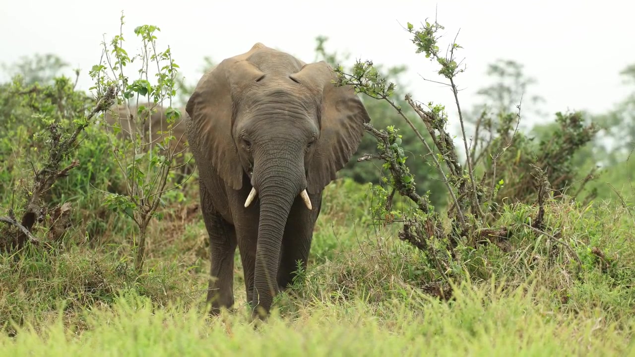 Seekor gajah Afrika muda berdiri sambil makan rumput hijau segar di Taman Nasional Kruger, sementara kawanannya berjalan di latar belakang, Afrika Selatan.