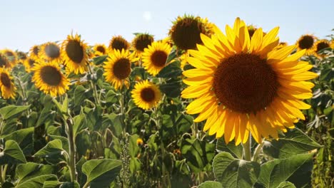 sunflowers on a sunny day
