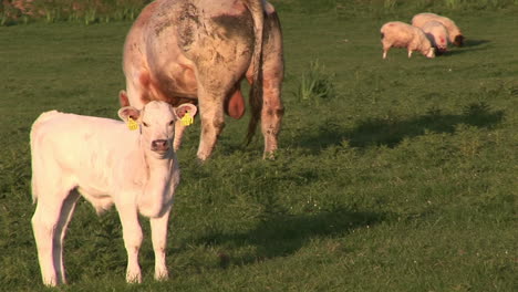 Stiere-Auf-Einem-Feld