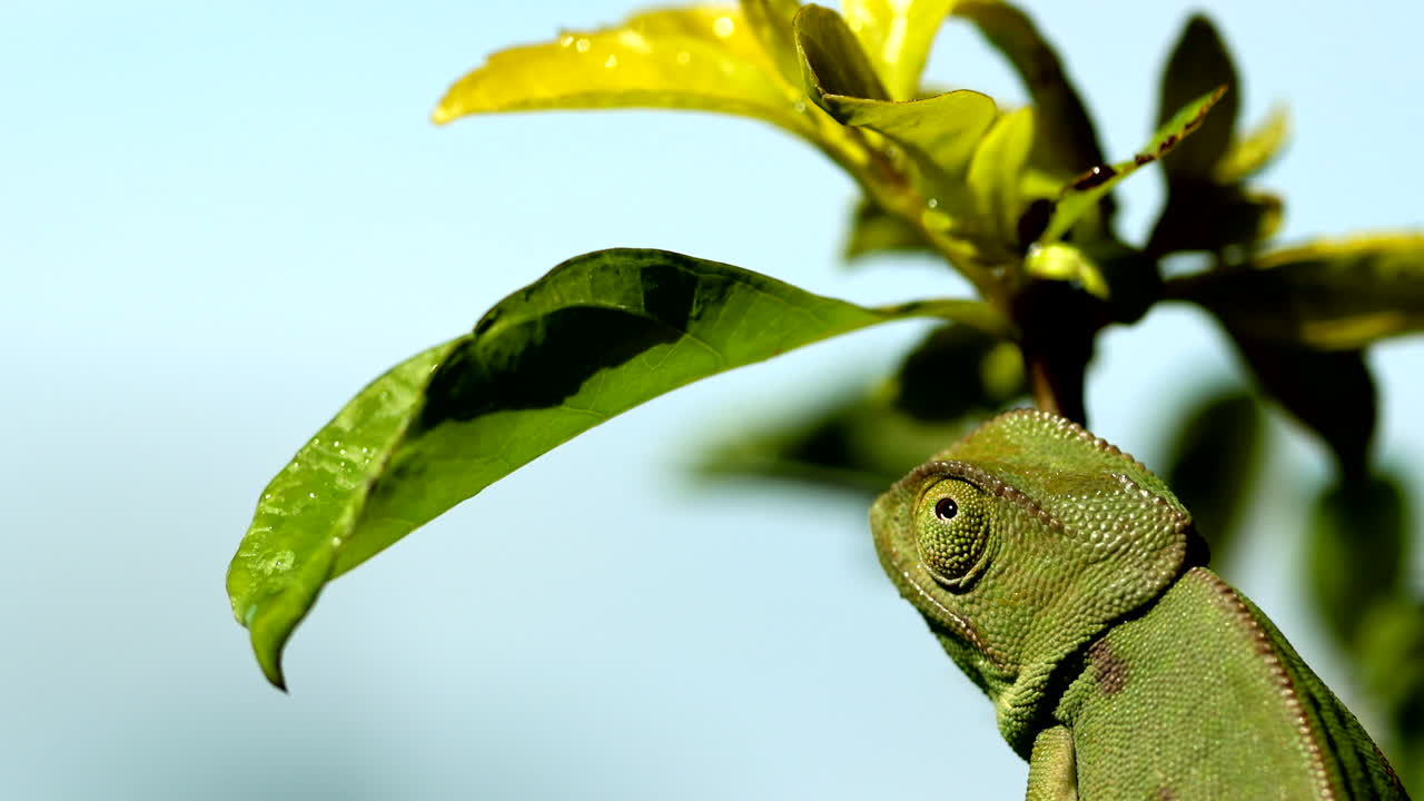 Rear closeup shot of green chameleon scanning surroundings with agile eye