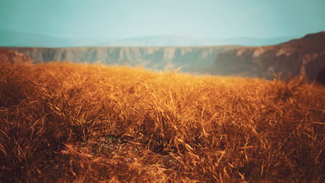 golden rocks and grass in mountains