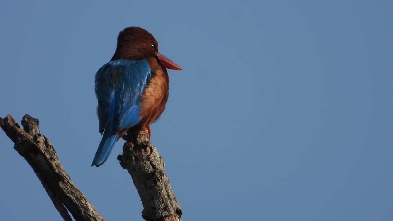 Martin pescatore che si gode l'alba su un albero.