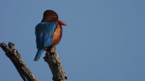 Eisvogel-Genießt-Sonnenaufgang-Im-Baum