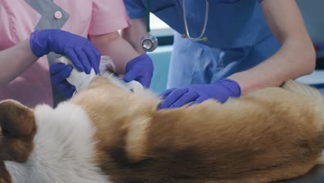 veterinarian team bandages the paw of a sick corgi dog