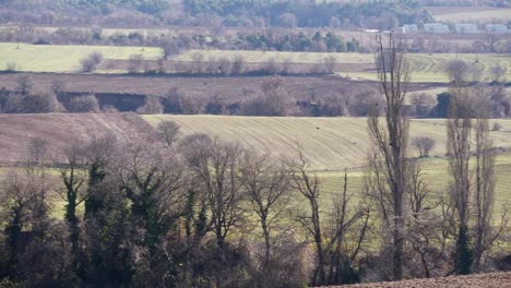 Flock-of-birds-flies-over-cultivated-fields