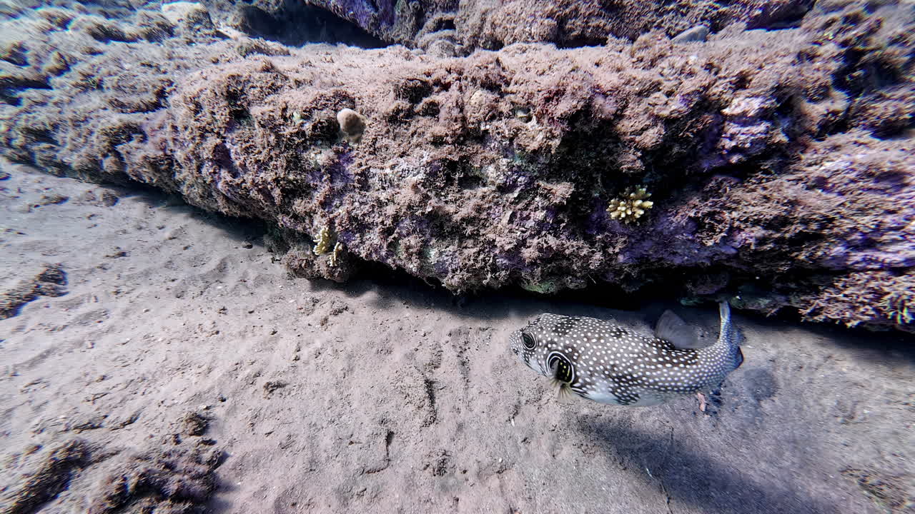 Underwater footage of a pufferfish in the sea near Dahab, Egypt