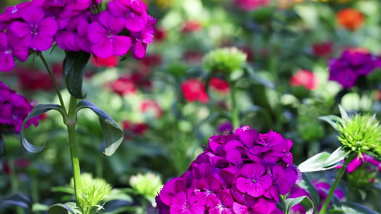 Vibrant flowers in Suan Luang Rama IX Park