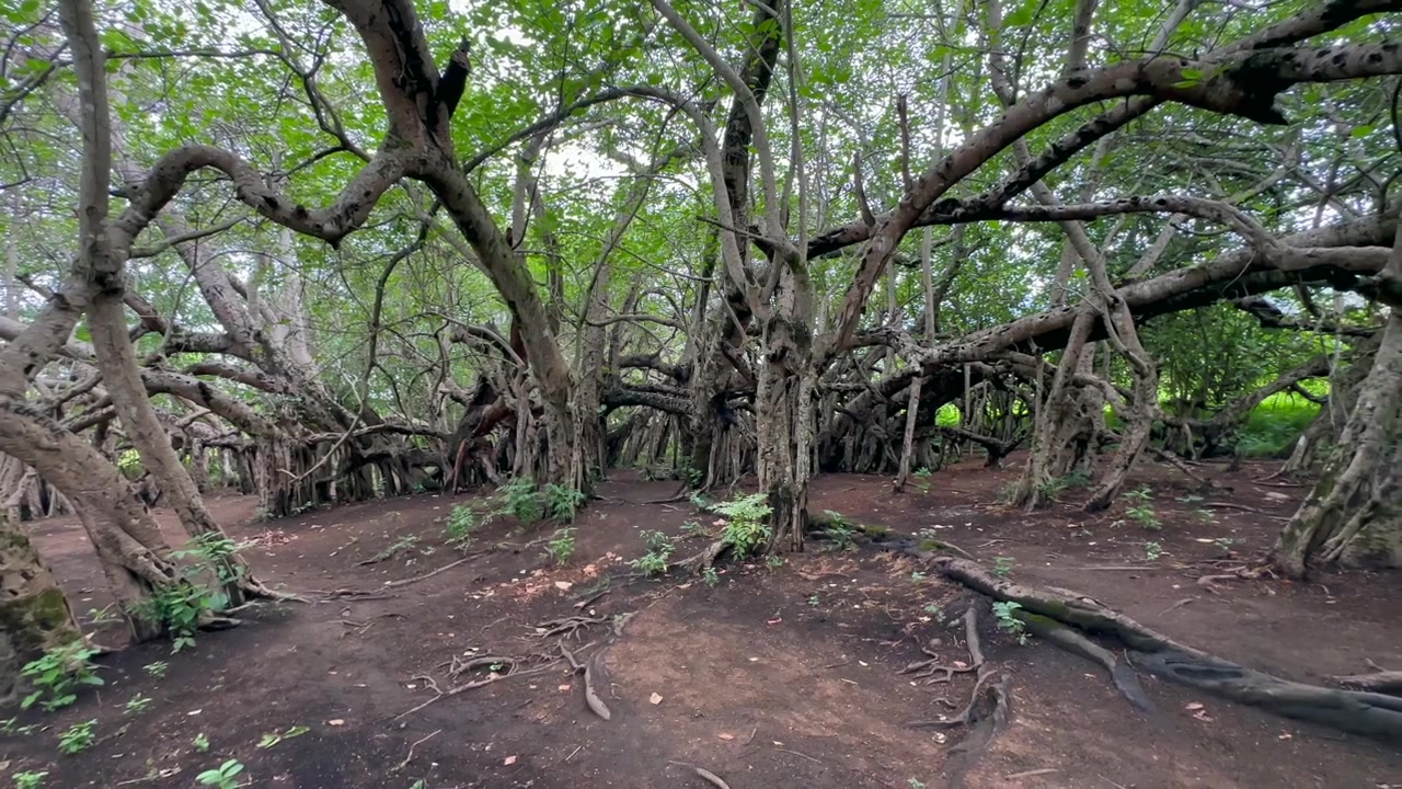 Albero Chilema, un enorme albero di Banyan situato a Malosa, Distretto di Zomba, Malawi. Ideale per documentari naturalistici o progetti ambientali.