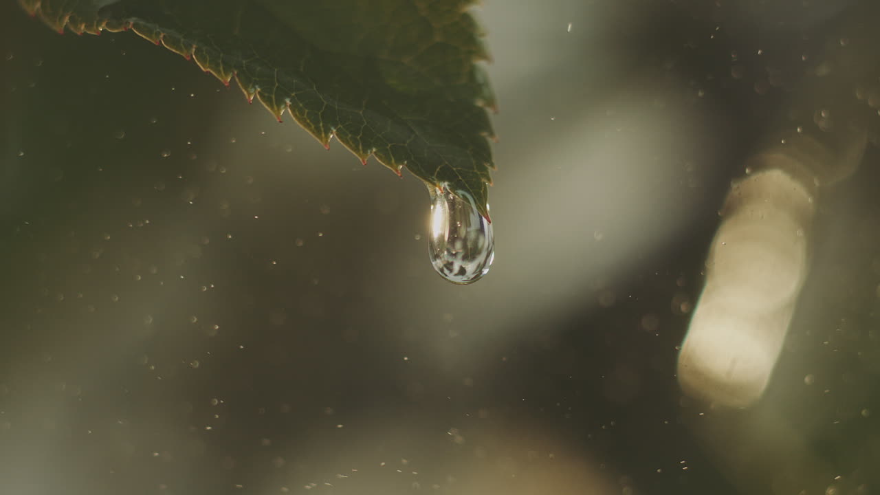 капля росы на листе