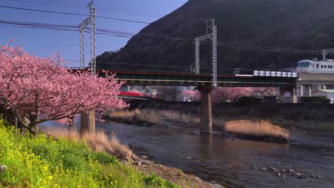 iconic jr odoriko train running above bridge next to rape flowers and sakura