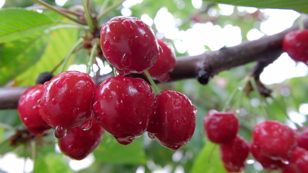 Primo piano di ciliegie rosse mature e bagnate sull'albero alla luce del sole