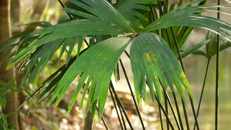 leaves of a giant plant moving in the wind, gamboa rainforest reserve, panama, static medium shot