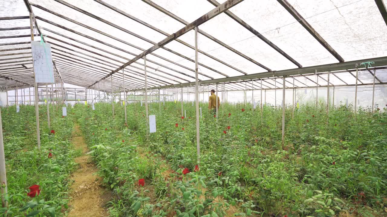 장미 씨 ⁇ 의 성장과 성장.