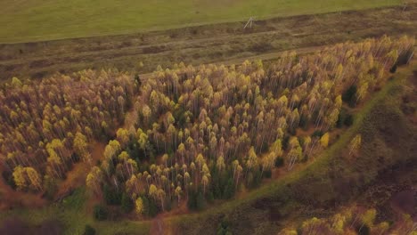 autumnal forest aerial view