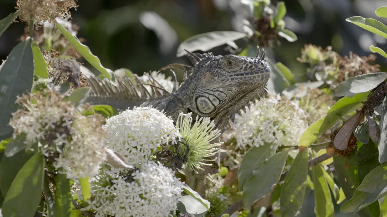 Iguana On The Tree With Flowers In Sayulita, Mexico. - close up