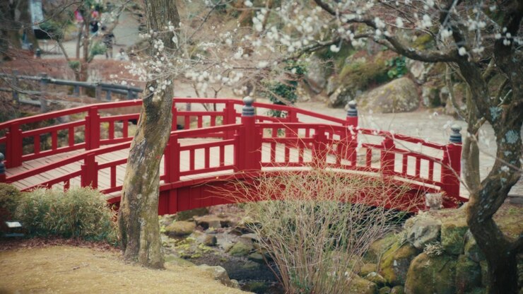 Un uomo solitario attraversa un vivido ponte ad arco in legno rosso ad Atami Baien, incorniciato da delicati fiori di pruno bianchi e pietre da giardino muschiose