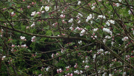flor de manzana en un árbol en primavera
