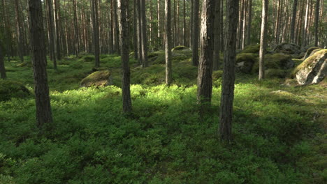 Ancient-mixed-forest