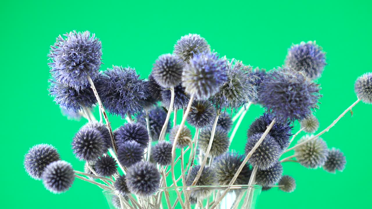 Wild purple thistle rotating on green background