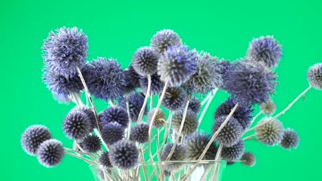 wild purple thistle rotating on green background
