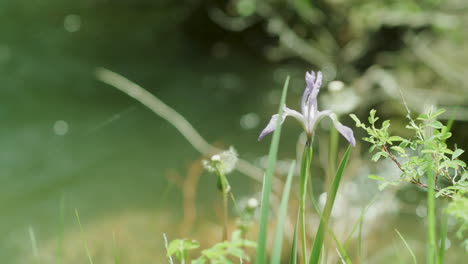 Lila-Wildblumenlandschaft-Entlang-Des-Ufers-Eines-Flusses-In-Den-Colorado-bergen