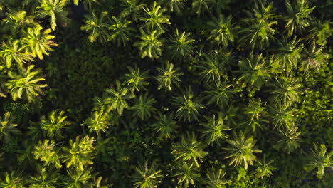 Close-up-Palm-Trees-from-above-during-Sunrise-on-Siargao-Island,-Philippines