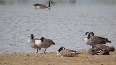 Canada-goose-in-its-natural-environment-Canada-goose,-Flock-of-geese-on-a-spring-lake,-UK