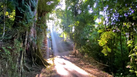 los rayos del sol atraviesan el follaje del árbol verde en el camino en el medio del bosque