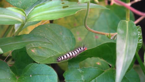 Caterpillar-Crawling-on-Green-Leaf