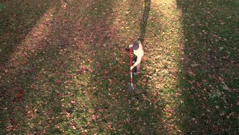 high angle of a man raking leaves in a backyard