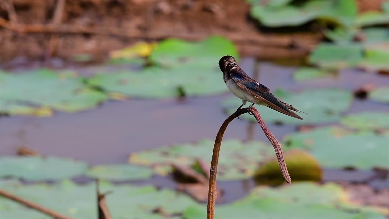 un pequeño pájaro de rápido movimiento que se encuentra en casi todas partes del mundo, la mayor parte del tiempo volando para atrapar algunos insectos pequeños