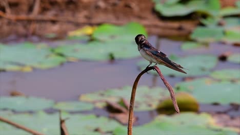 a small fast moving bird which is found almost everywhere in the world, most of the time flying around to catch some small insects