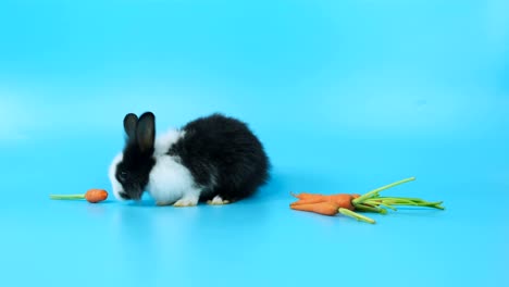 el conejo come zanahorias en la pantalla azul.