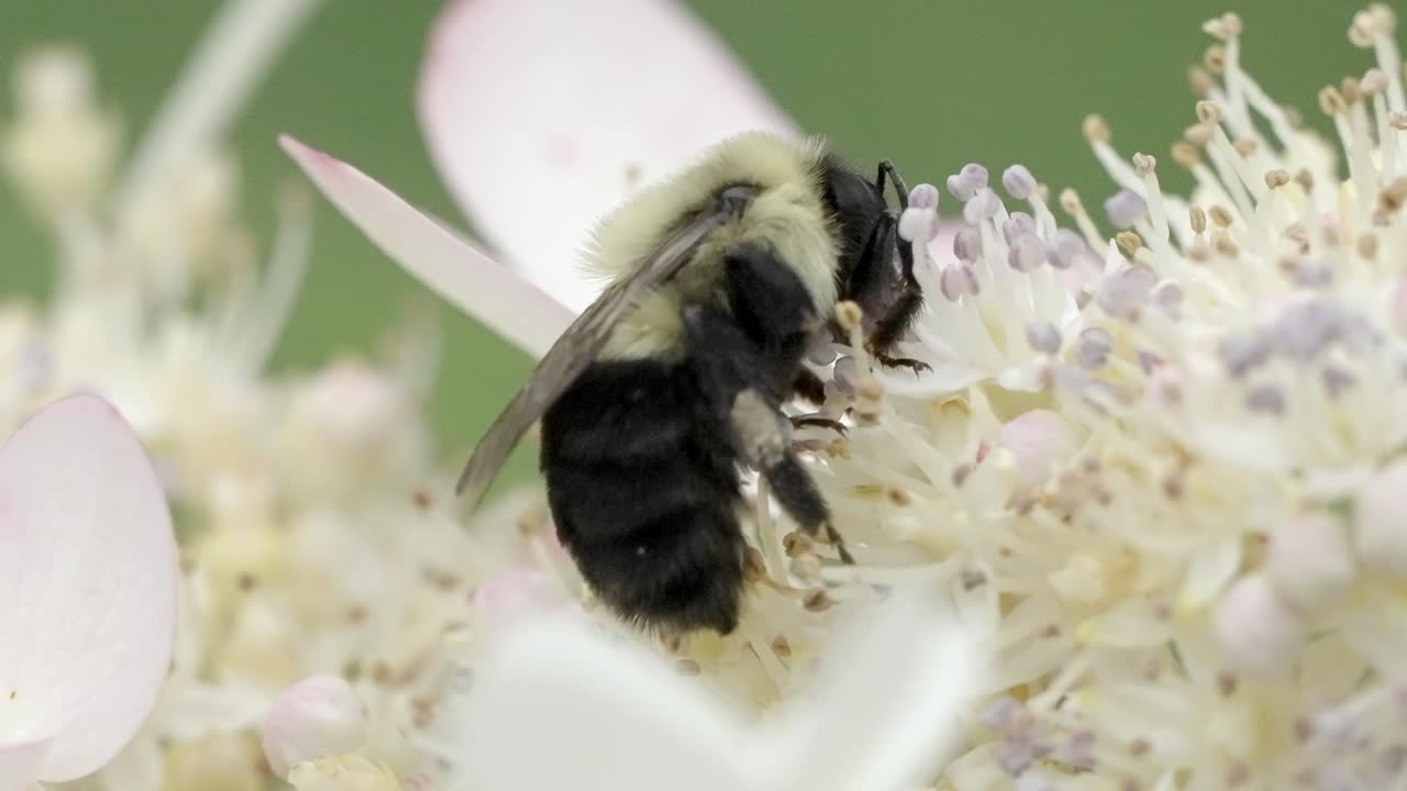 Macro Close-up of a Fuzzy Bumblebee Foraging Pollen on a White Flower