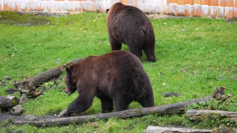 Dos-Osos-Pardos-Caminando,-Alaska