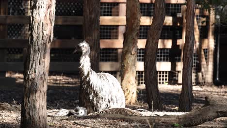 an emu eating in a zoo enclosure