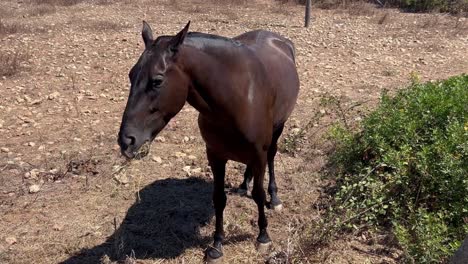 アルファルファを食べる美しく印象的なダークブラウンとブラックのメノルカ馬