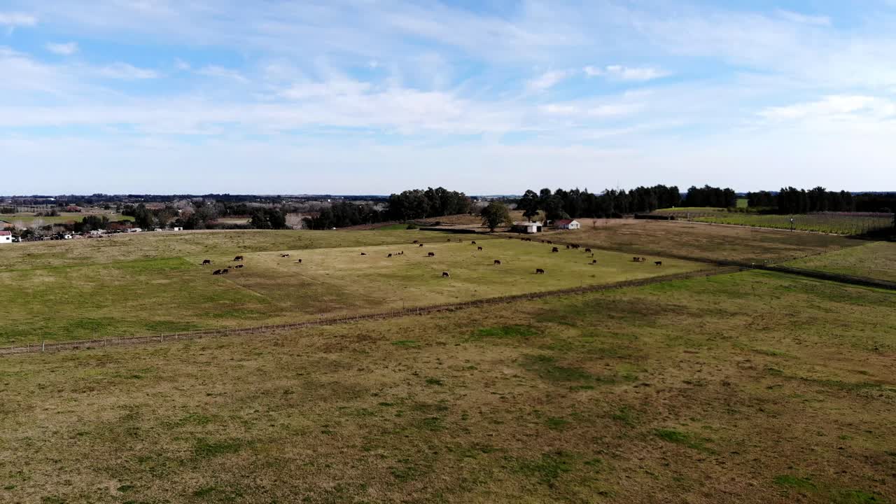 Video aereo di un campo di allevamento di mucche situato a Canelones, Uruguay.