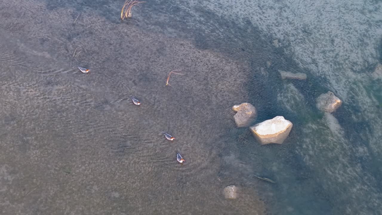 Aerial view of mergansers swimming in a shallow, rocky stream in the Upper Peninsula of Michigan
