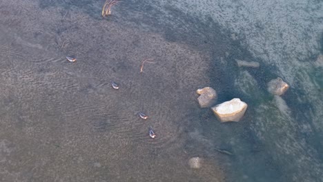 aerial view of mergansers swimming in a shallow, rocky stream in the upper peninsula of michigan