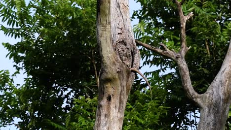 The Clouded Monitor Lizard is found in Thailand and other countries in Asia