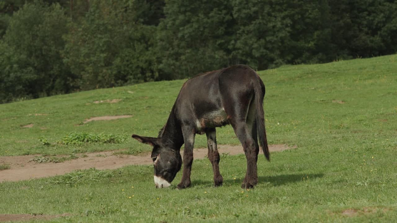 어두운 갈색 당나귀가 언덕에서 풀을 먹고 있다