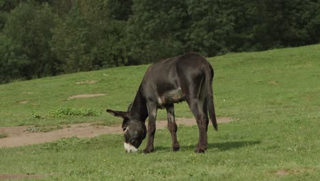 dark brown donkey eating grass on a hill