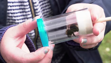 Shot of a rare bee being held for inspection inside a container after being caught in a net by a conservationist