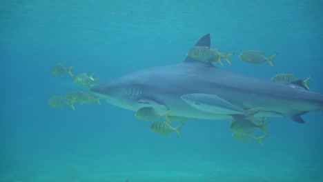 Pez-Piloto-Golden-Trevally-Nadando-Cerca-Del-Tiburón-Toro,-Carcharhinus-Leucas-Para-Esconderse-De-Los-Depredadores-Y-Comer-Los-Parásitos-Para-El-Tiburón,-Relación-De-Beneficio-Mutuo